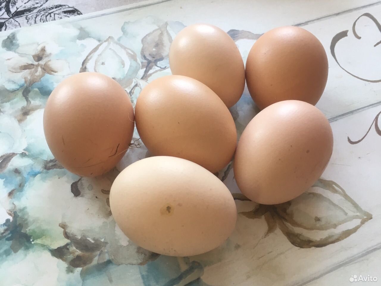 Яйцо оплодотворённое купить на Зозу.ру - фотография № 2