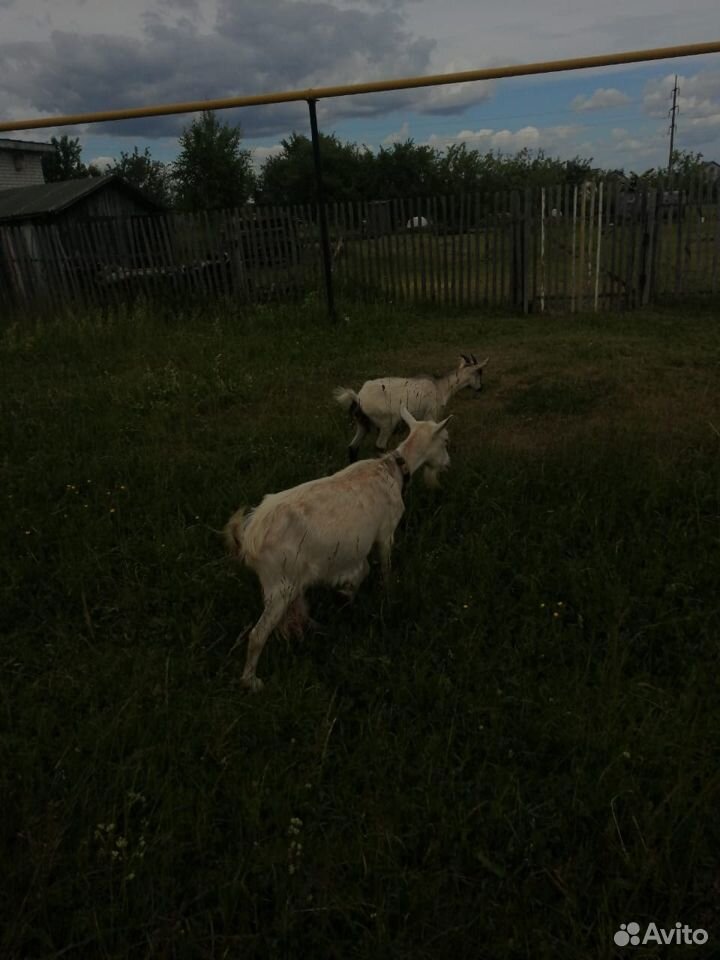 Четыре молодых козы купить на Зозу.ру - фотография № 4