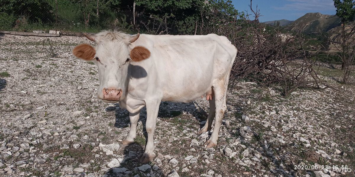 Корова и бык купить на Зозу.ру - фотография № 3
