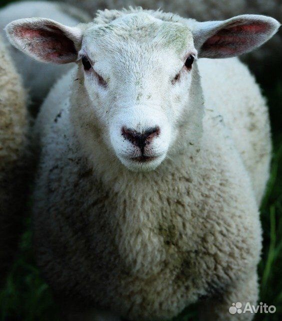 Овцы, ягнята, баран купить на Зозу.ру - фотография № 1