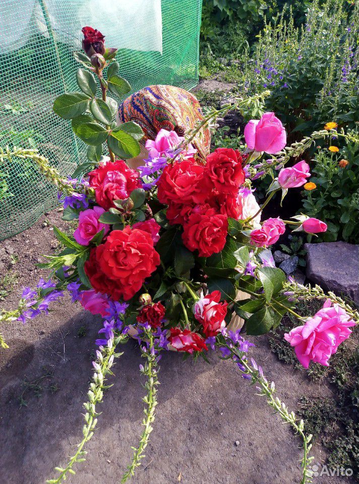 Розы Цветы, букет роз купить на Зозу.ру - фотография № 4