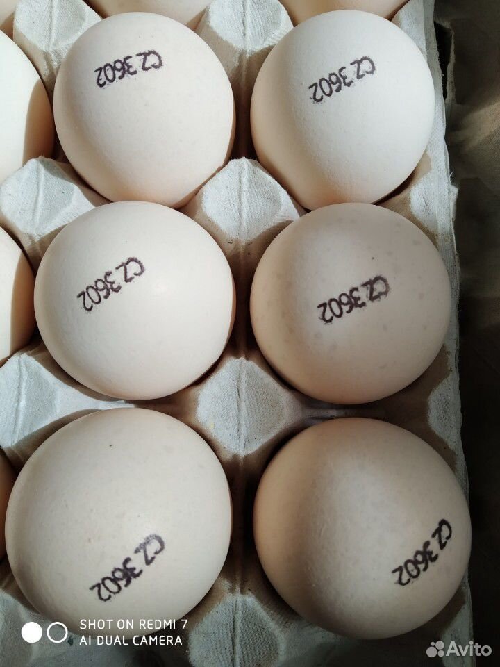 Инкубационное яйцо (импорт) купить на Зозу.ру - фотография № 3