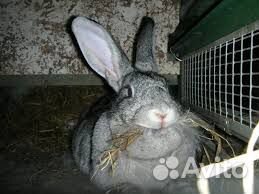 Красивые,здоровые кролики разной породы и возраста купить на Зозу.ру - фотография № 1