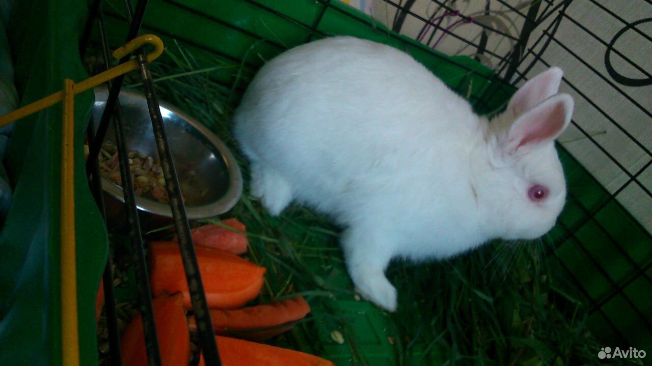 Кролик белый купить на Зозу.ру - фотография № 5