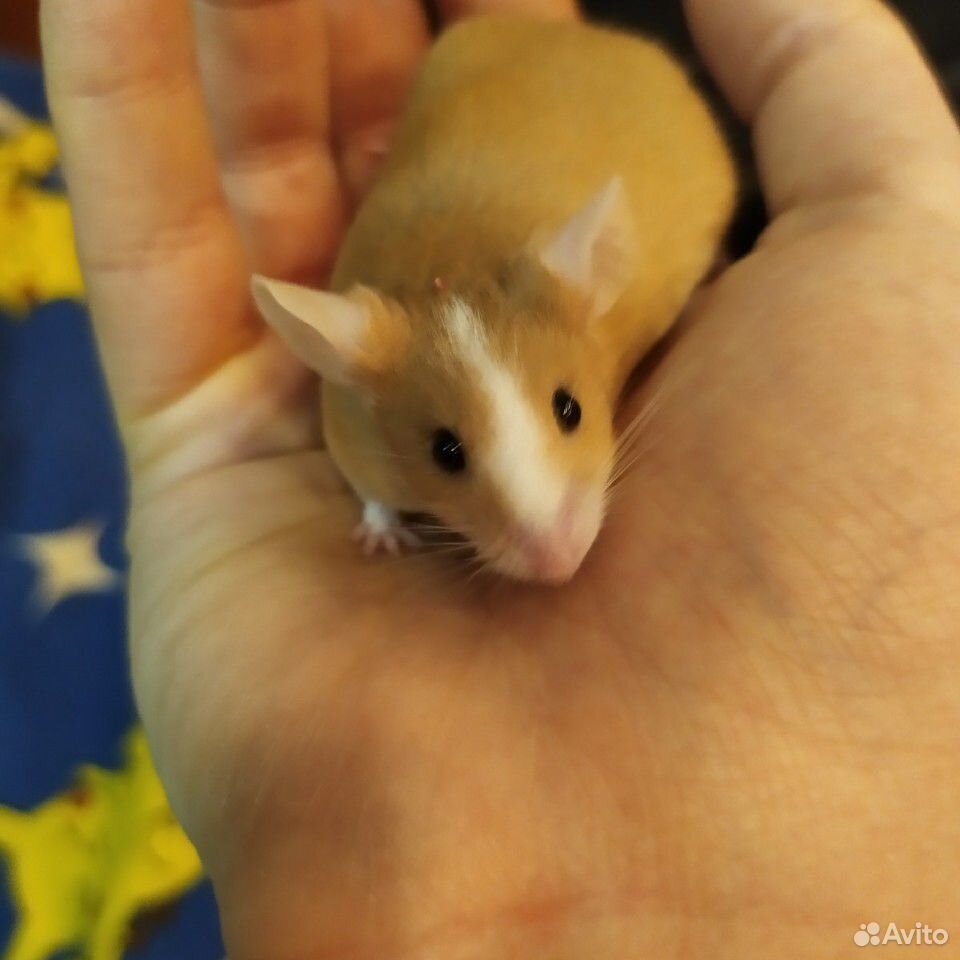 Ручной и спокойный мышонок с клеткой купить на Зозу.ру - фотография № 3