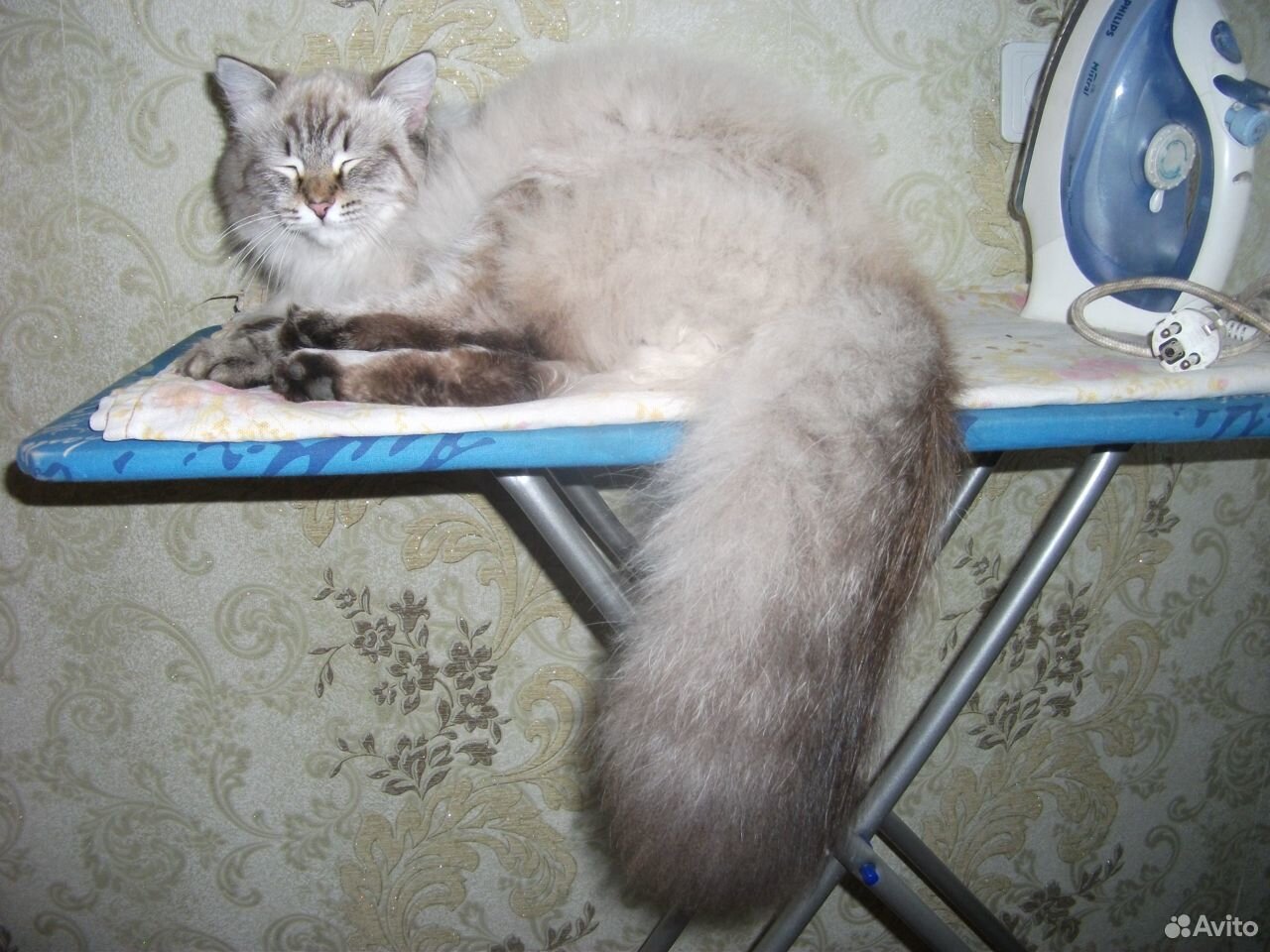 Котенок от породистых родителей купить на Зозу.ру - фотография № 3