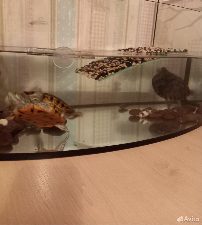 Черепахи красноухие с аквариумом купить на Зозу.ру - фотография № 2