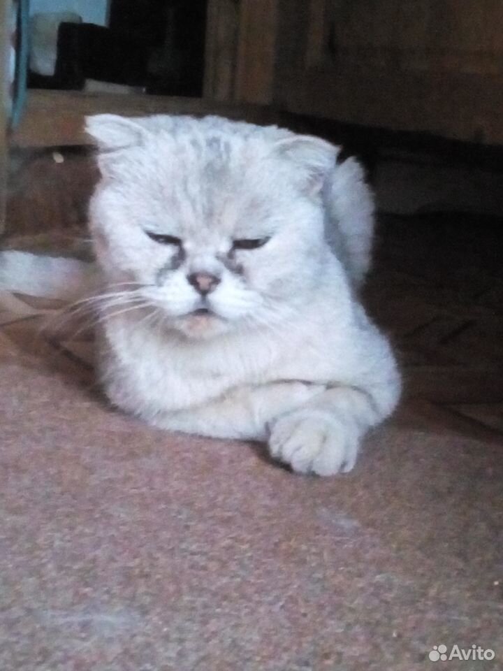 Найдена кошка Шотландская вислоухоя купить на Зозу.ру - фотография № 2