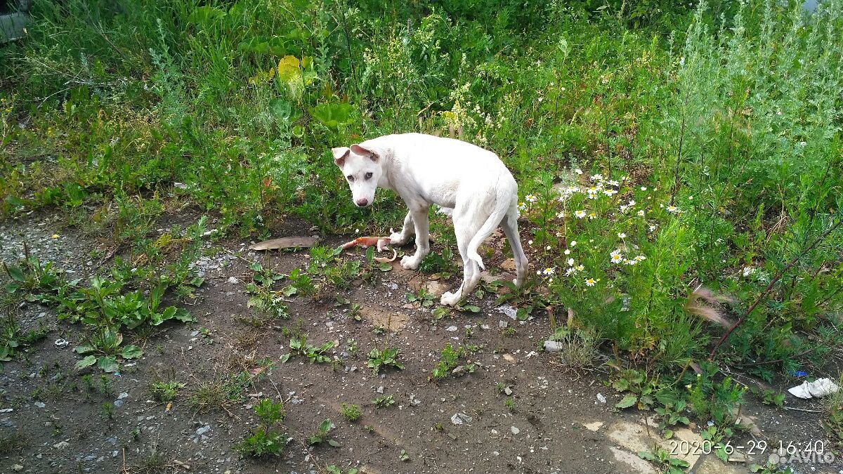 Белый щенок ждёт своего хозяина купить на Зозу.ру - фотография № 1