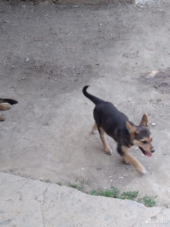 Собака немецкая щенок 3 месяц купить на Зозу.ру - фотография № 6