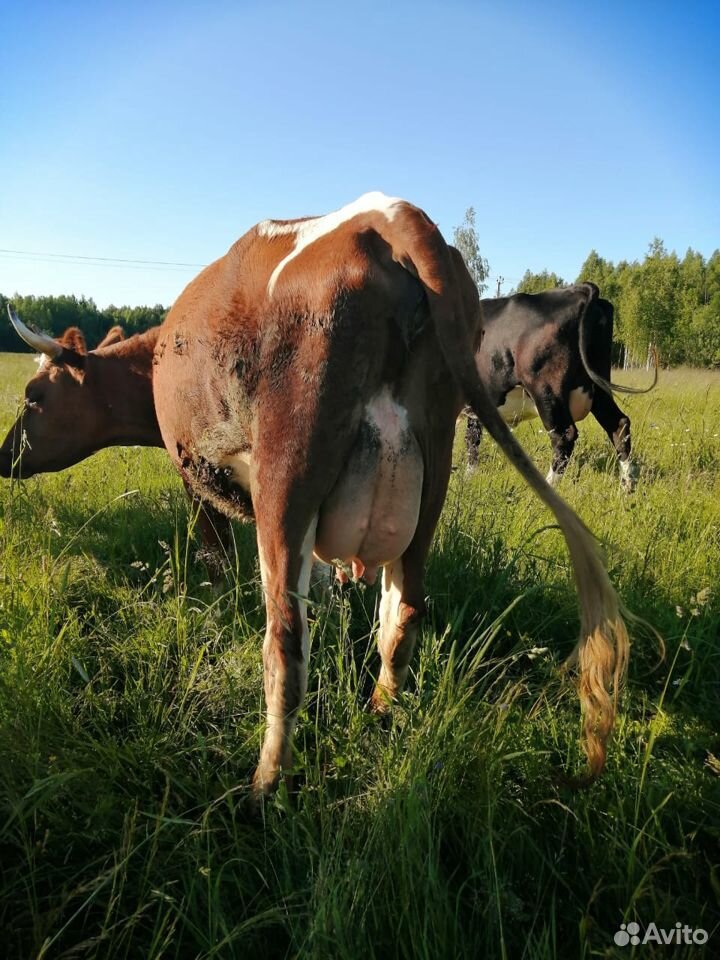 Продам дойную корову купить на Зозу.ру - фотография № 2