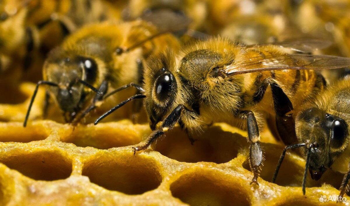 Продаю улья с пчелами купить на Зозу.ру - фотография № 1