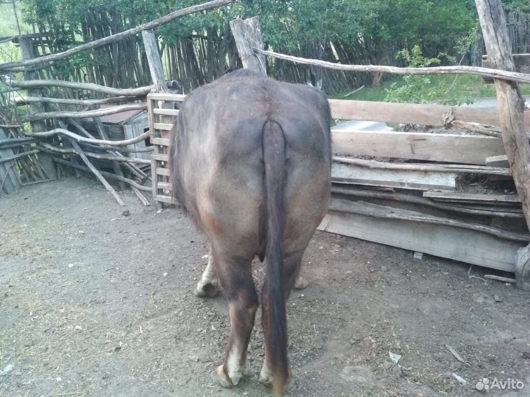Продаются быки, телки, и буйвол купить на Зозу.ру - фотография № 3