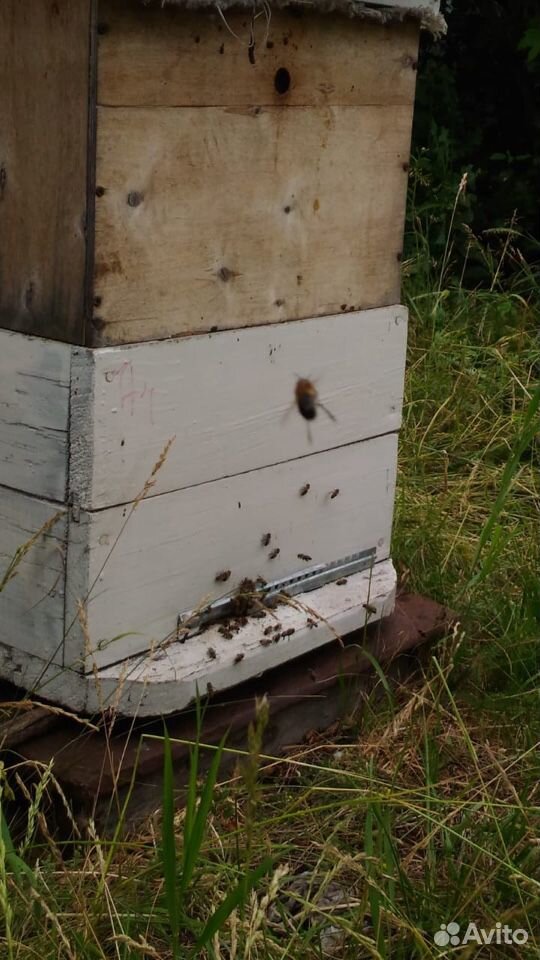 Пчёлы в ульях купить на Зозу.ру - фотография № 2