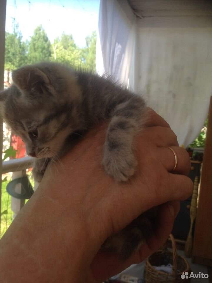 Отдам милых котяток, рождённых на даче купить на Зозу.ру - фотография № 5