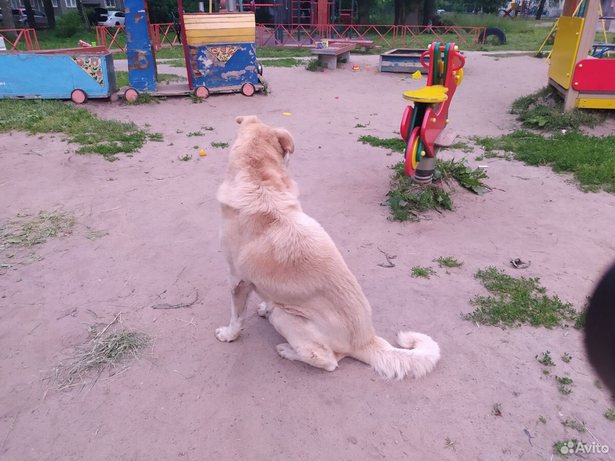 Собака, бродяга, Обажает Детей купить на Зозу.ру - фотография № 2