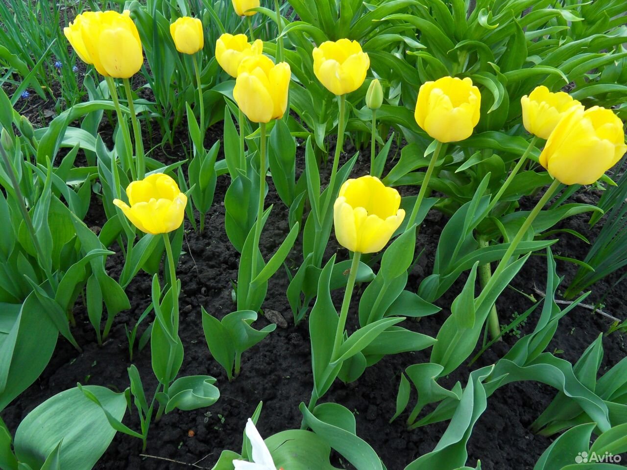 Рябчик императорский, тюльпаны, ирисы, хризантемы купить на Зозу.ру - фотография № 4