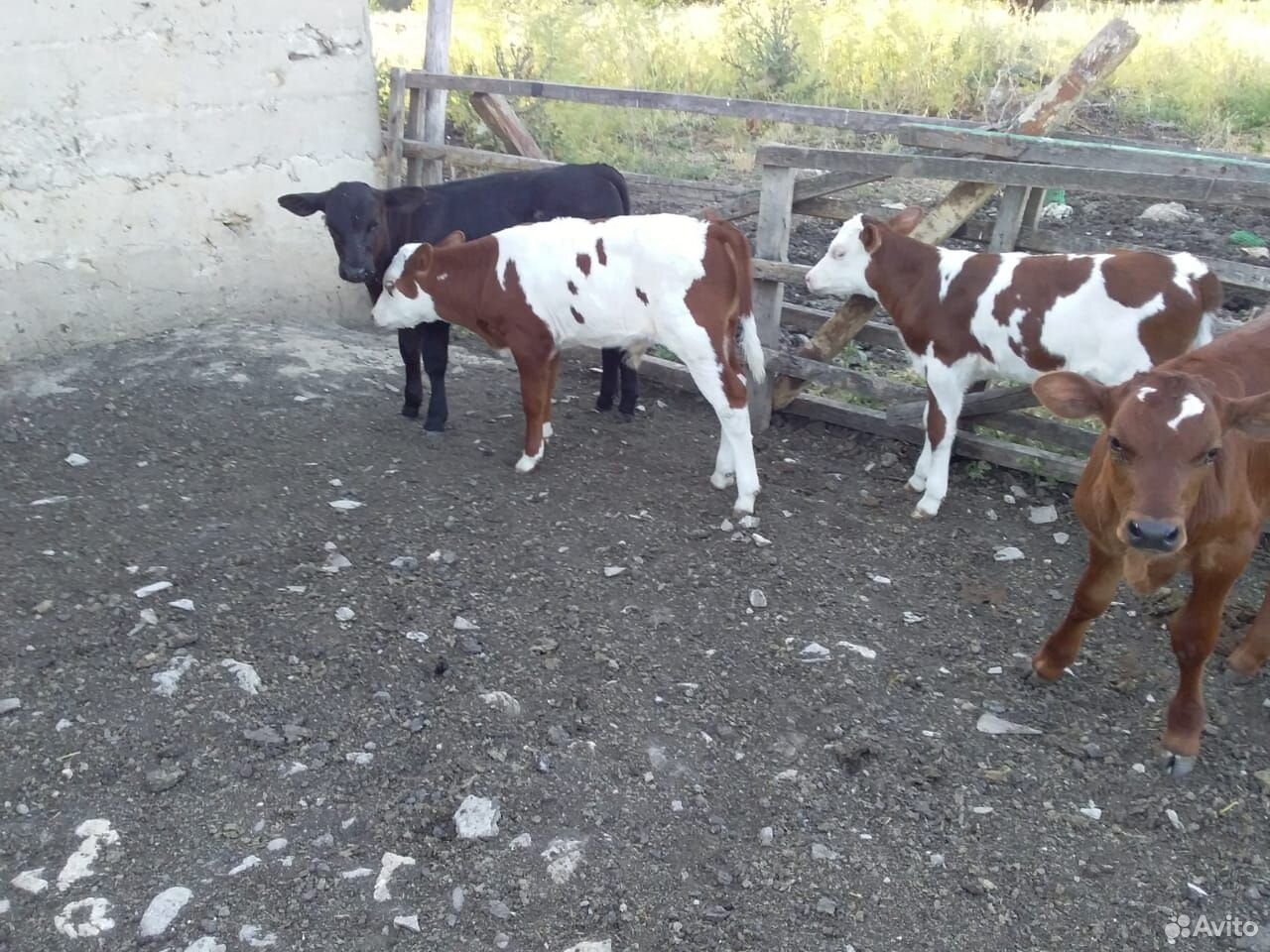 Быки и телки пародостие от молочных коров купить на Зозу.ру - фотография № 1