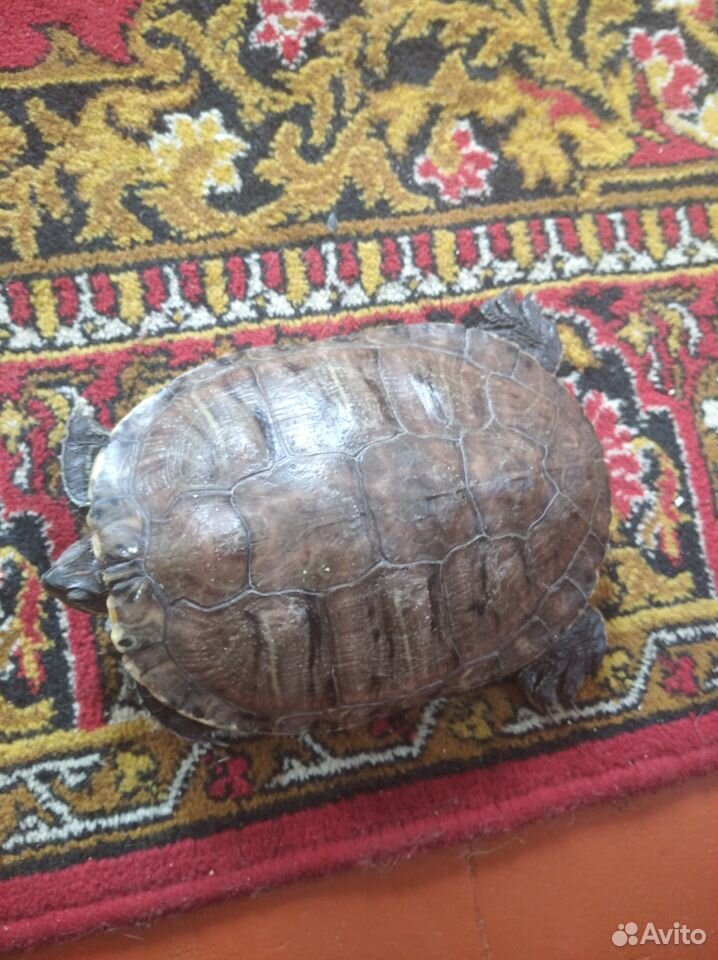 Морская черепаха купить на Зозу.ру - фотография № 1
