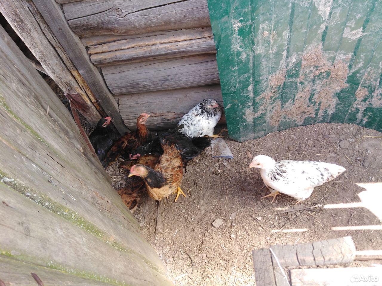 Подрощенные цыплята купить на Зозу.ру - фотография № 1