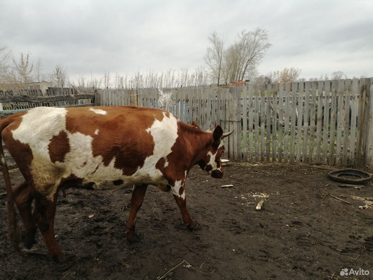 Быки и корова купить на Зозу.ру - фотография № 4