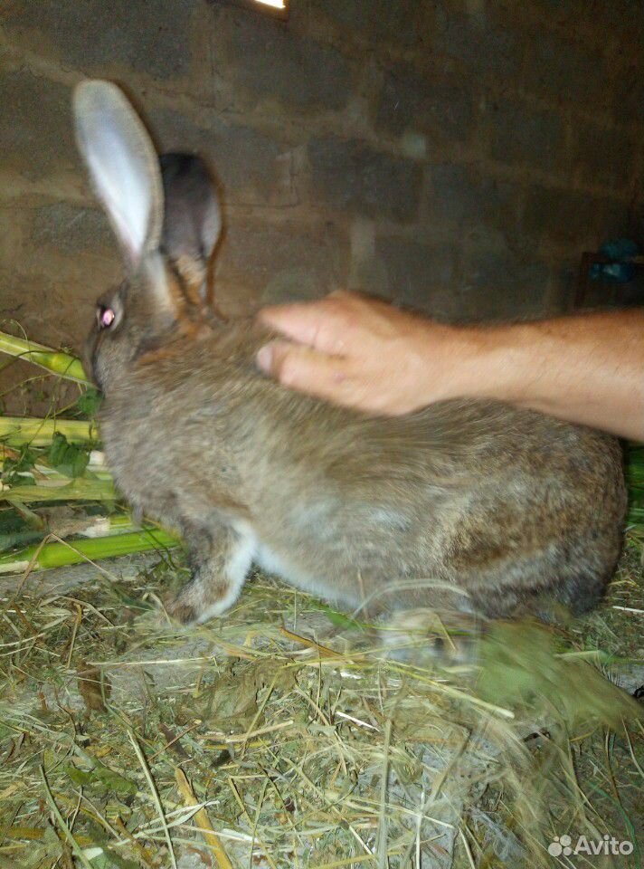Кролик самец купить на Зозу.ру - фотография № 4