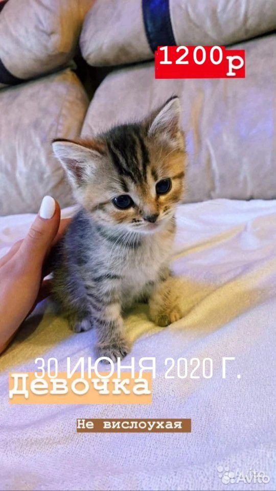 Котята сибирской вислоухой купить на Зозу.ру - фотография № 1