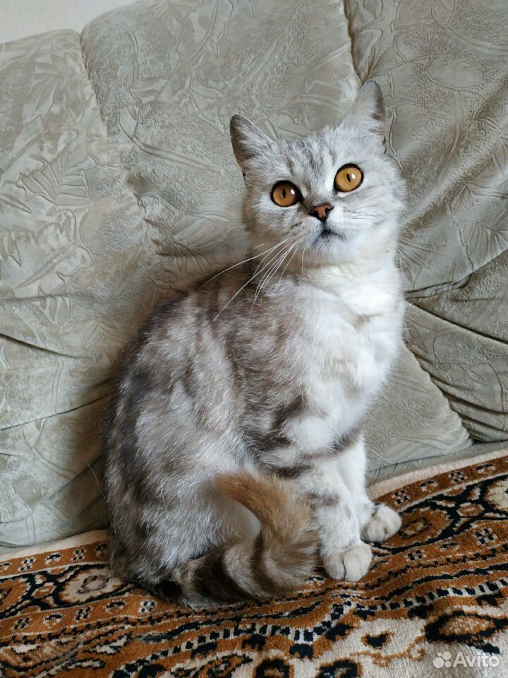 Шотландская кошка купить на Зозу.ру - фотография № 3