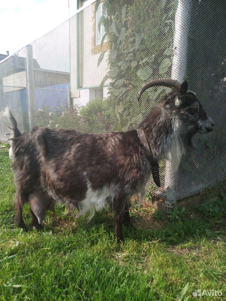Продам дойную козу и козочку купить на Зозу.ру - фотография № 3