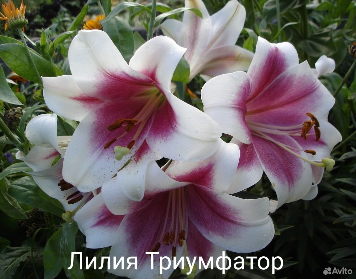 Цветы многолетние,саженцы роз купить на Зозу.ру - фотография № 1