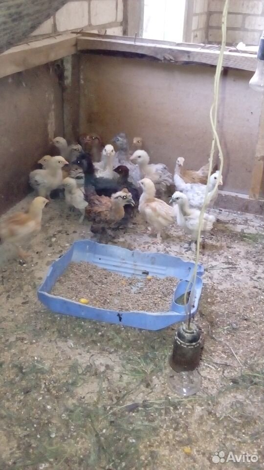 Продаю цыплят разных пород купить на Зозу.ру - фотография № 2