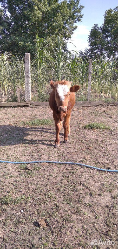 Продатся корова с 4х месячным телнком купить на Зозу.ру - фотография № 2