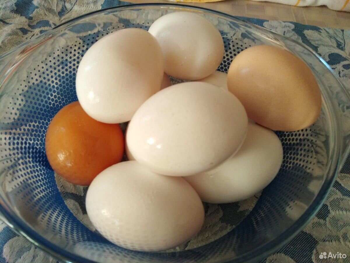 Яйца куриные купить на Зозу.ру - фотография № 1