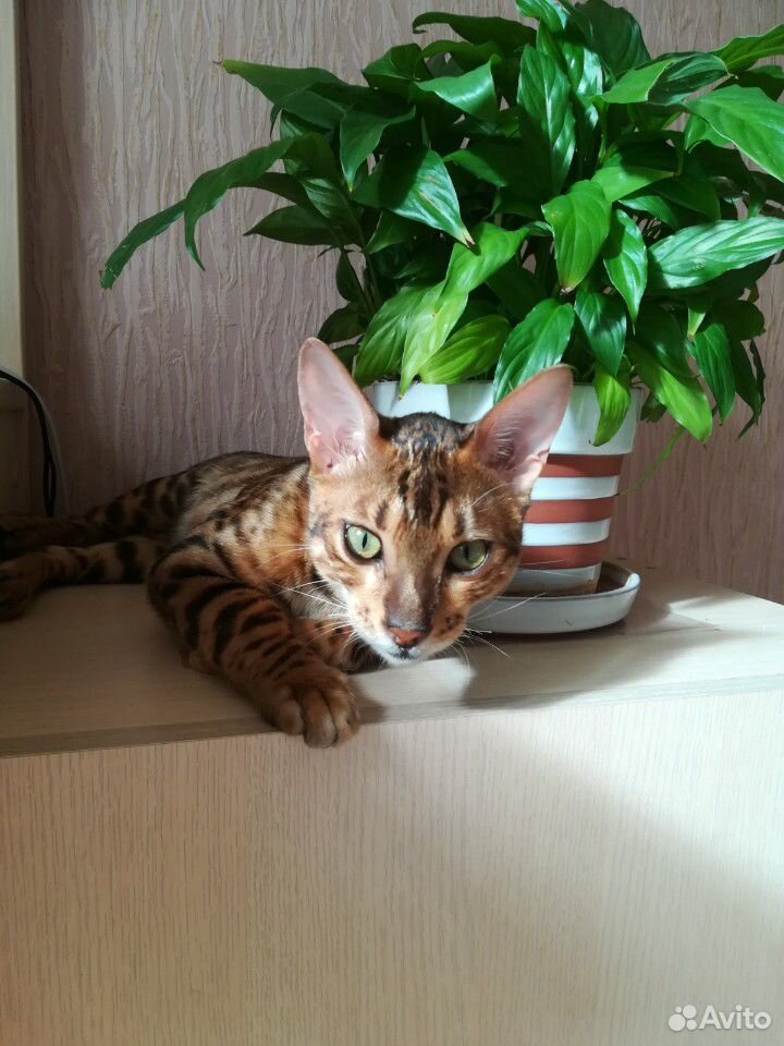 Бенгальский кот на вязку купить на Зозу.ру - фотография № 9