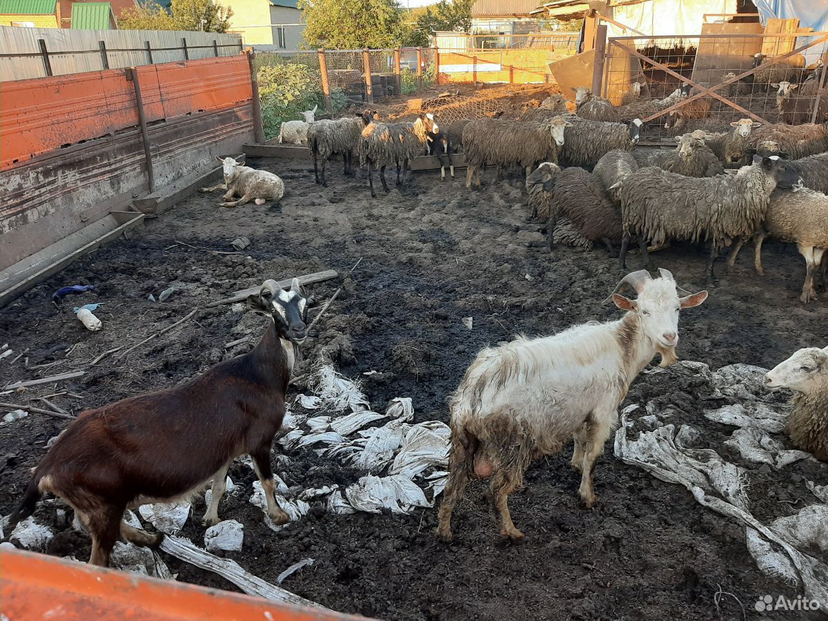 Бараны, овцы, козы купить на Зозу.ру - фотография № 2