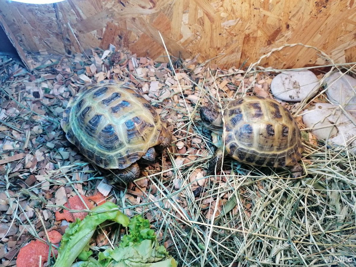 Сухопутные черепахи, террариум купить на Зозу.ру - фотография № 4
