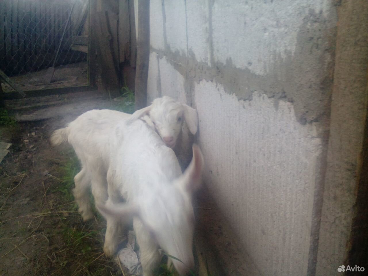 Животные козы купить на Зозу.ру - фотография № 2