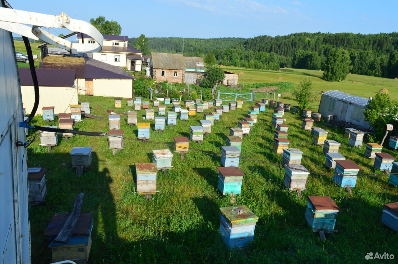 Продам цветочный мёд с личной пасеки купить на Зозу.ру - фотография № 6