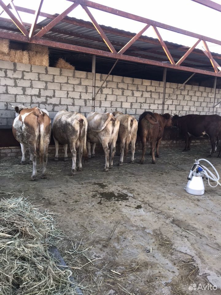 Продаются дойные коровы купить на Зозу.ру - фотография № 2