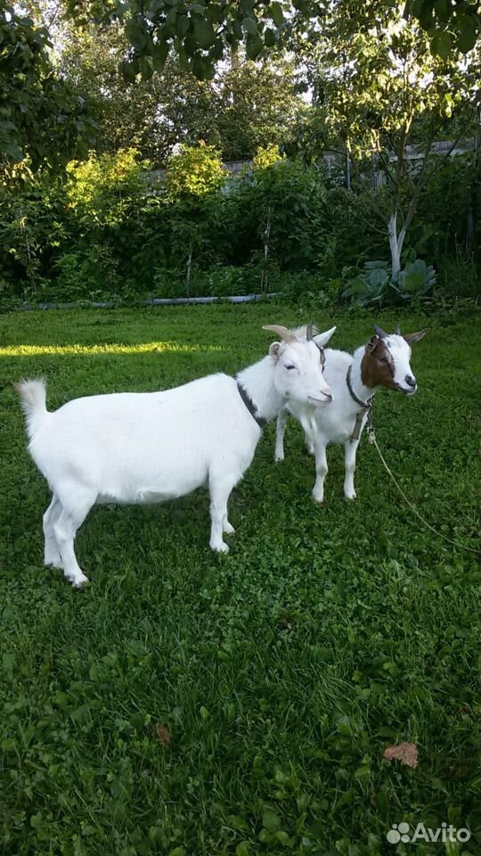 2 Камерунские козы пигмеи купить на Зозу.ру - фотография № 3