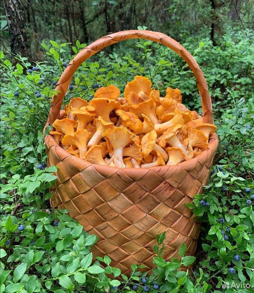Лисички, грибы купить на Зозу.ру - фотография № 2