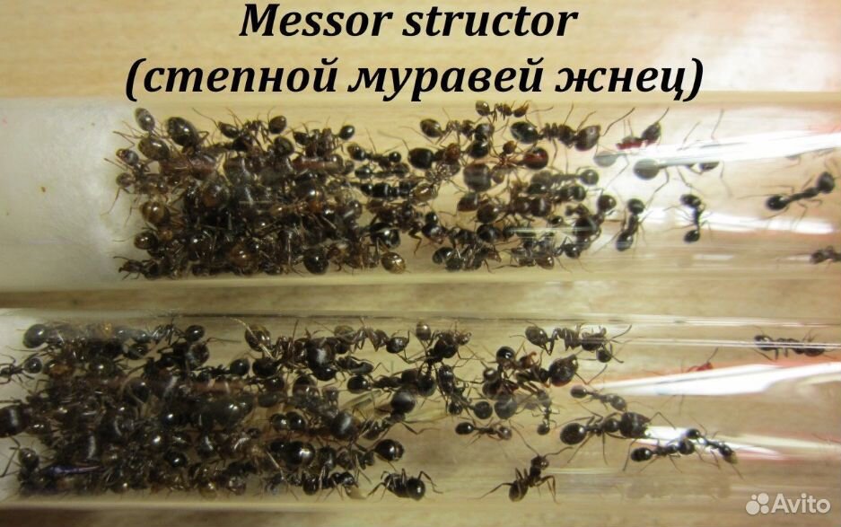 Муравьи жнецы messor structor