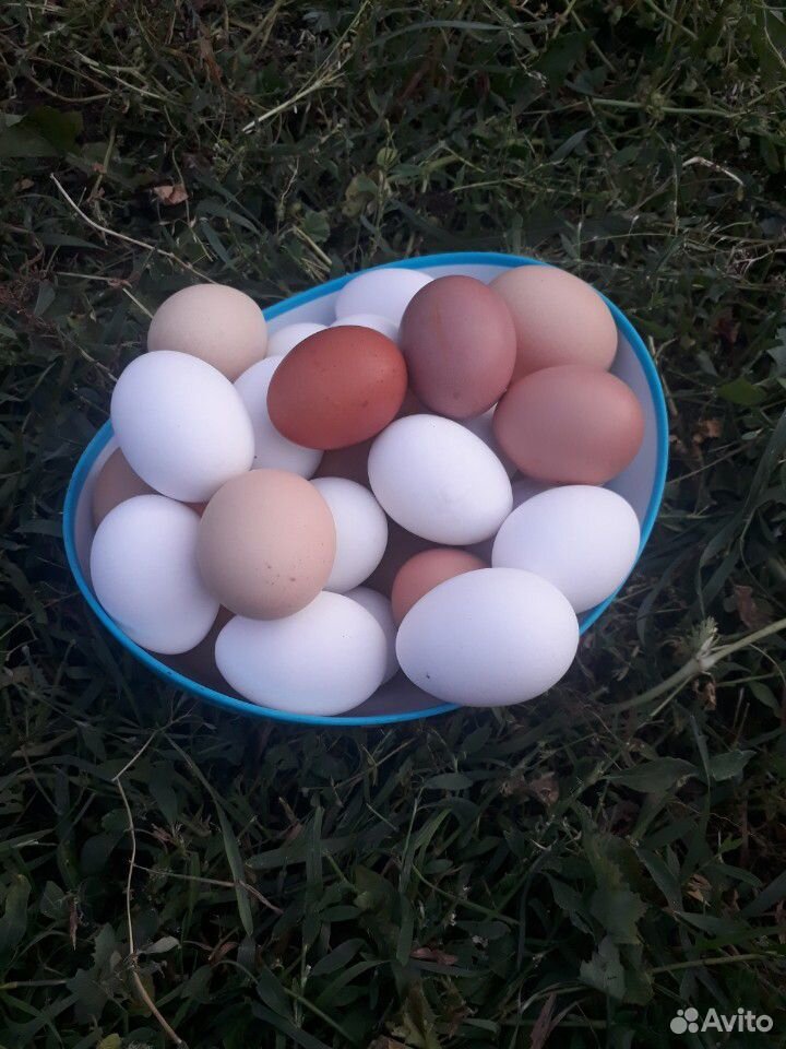 Яйца домашние эко ферма купить на Зозу.ру - фотография № 1