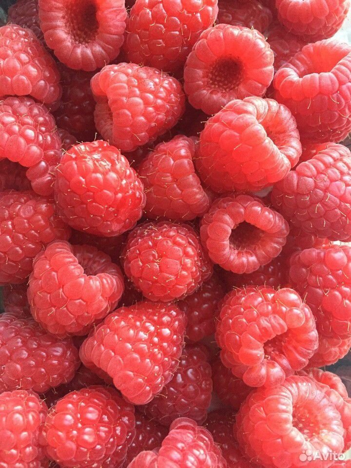 Продаю ягоды купить на Зозу.ру - фотография № 2
