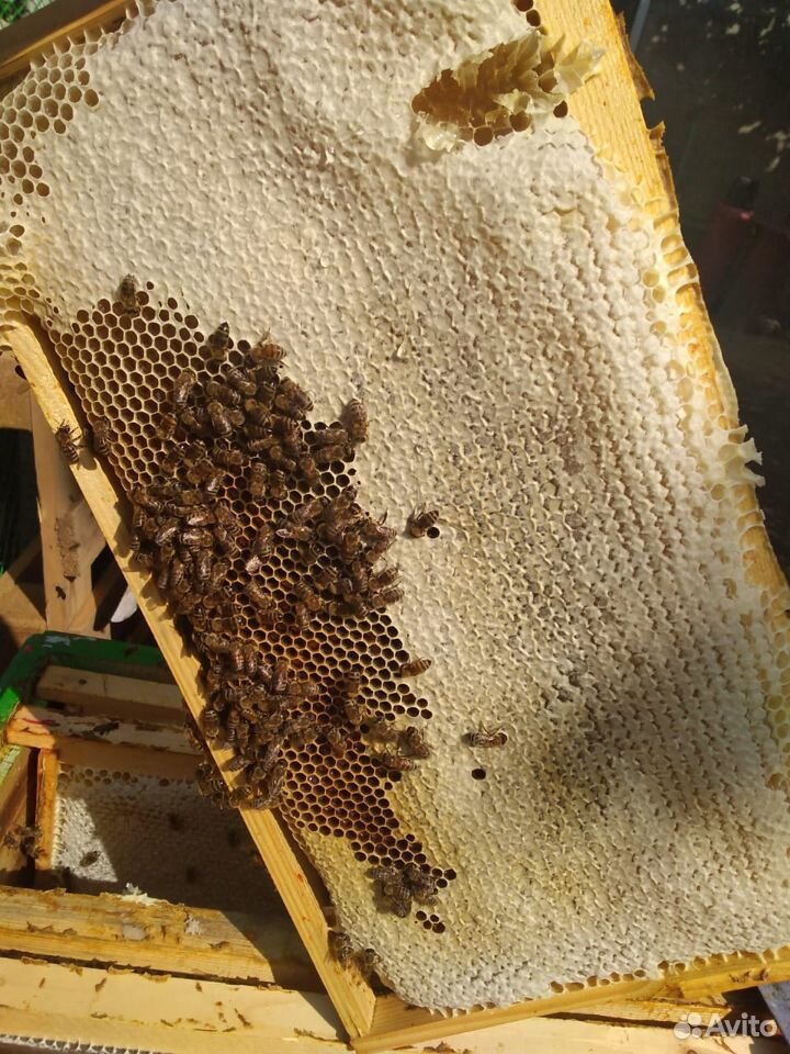Шикарные соты.из чтстого мёда чисто пчелинная рабо купить на Зозу.ру - фотография № 2