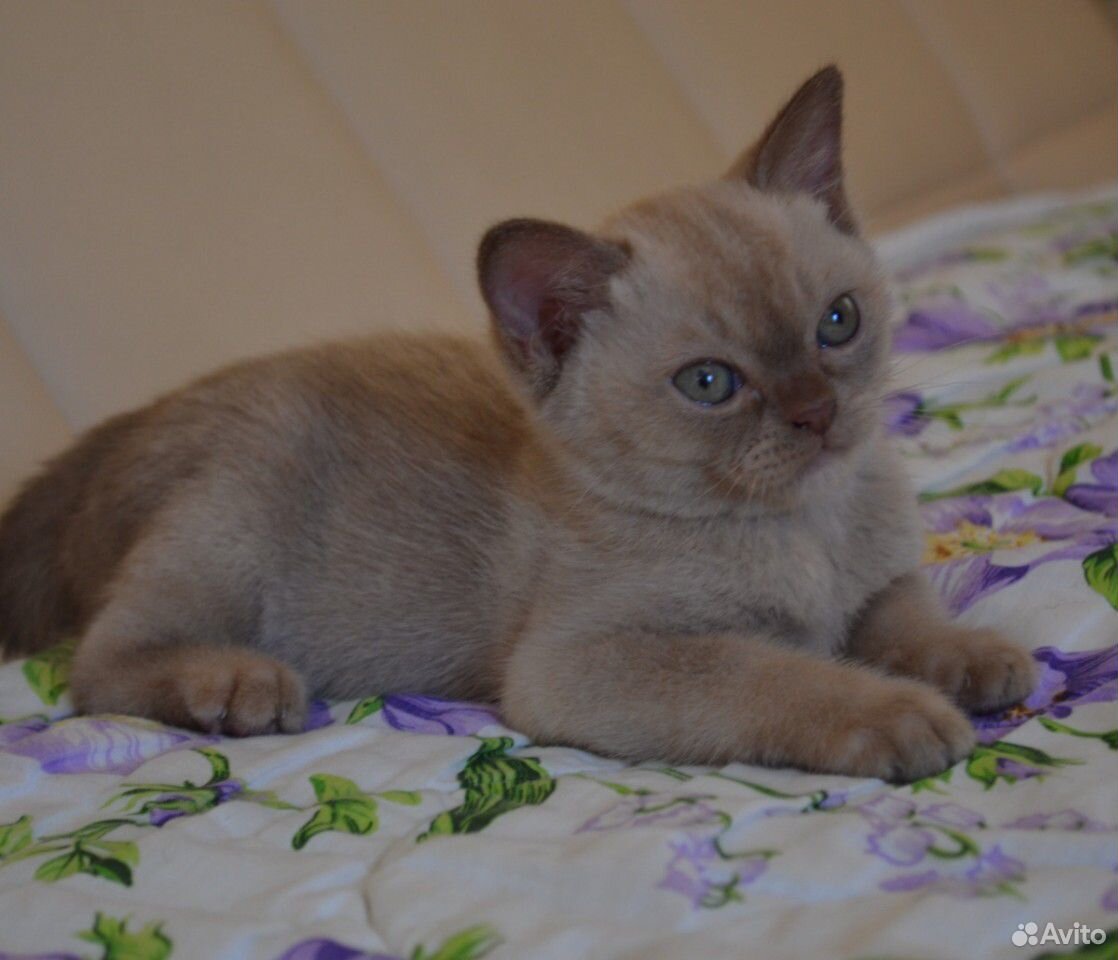Бурманская-кот купить на Зозу.ру - фотография № 6