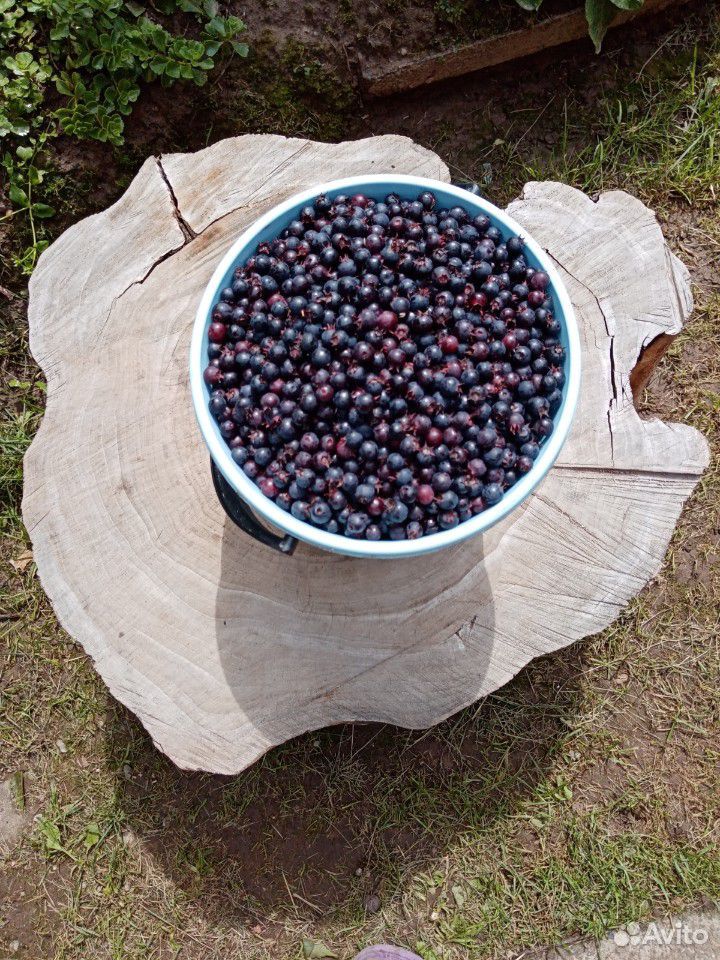 Ирга ягоды купить на Зозу.ру - фотография № 3