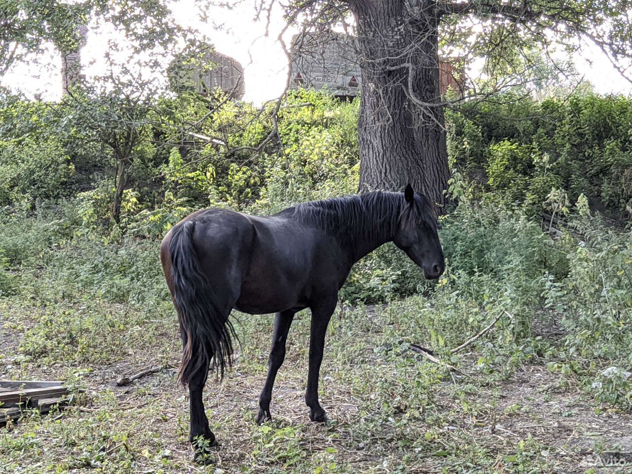 Лошадь Карачаевской породы, чёрный цвет. Сын Шайта купить на Зозу.ру - фотография № 3