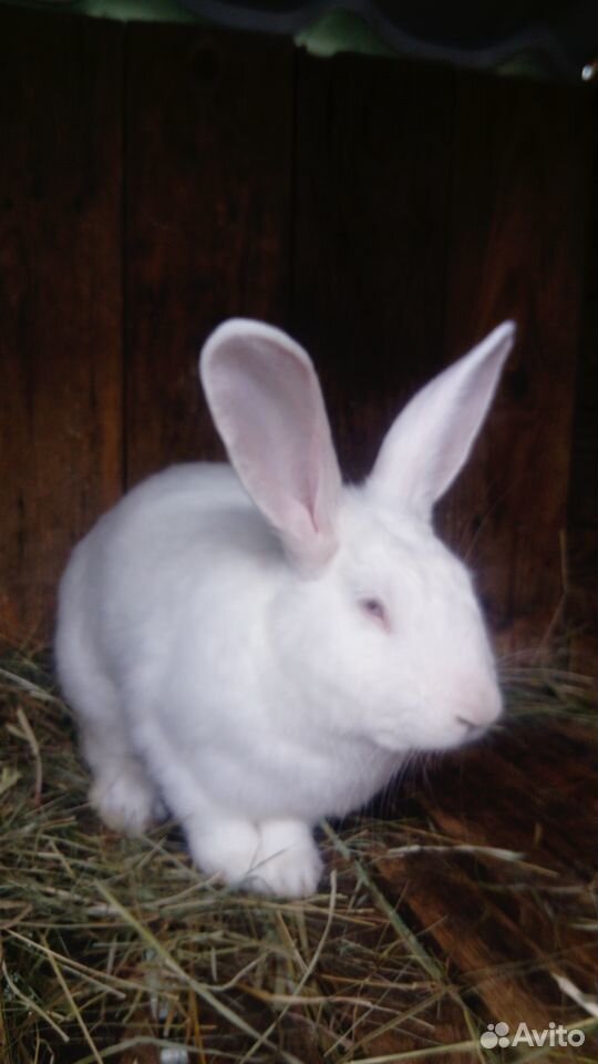 Кролики породы белый паннон купить на Зозу.ру - фотография № 5