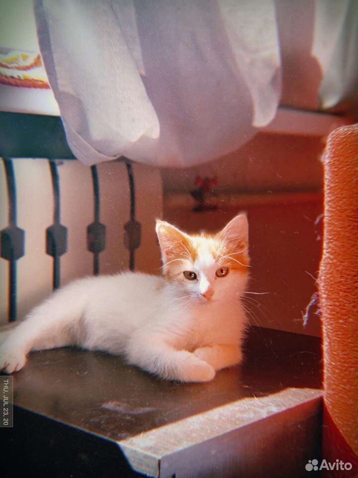 Яркий котенок Сема, 3,5 месяца купить на Зозу.ру - фотография № 2